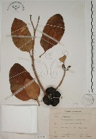 蘭嶼馬蹄花藏品圖，第1張