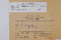 南洋馬蹄花藏品圖，第2張