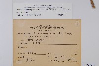 南洋馬蹄花藏品圖，第2張