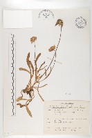 玉山山蘿蔔藏品圖，第1張