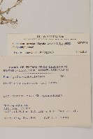 阿里山繁縷藏品圖，第2張
