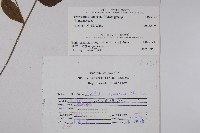 盾果草藏品圖，第2張