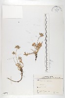 玉山山蘿蔔藏品圖，第1張