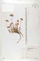 玉山山蘿蔔藏品圖，第1張