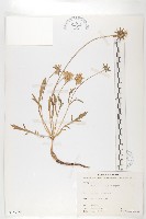 玉山山蘿蔔藏品圖，第1張