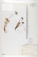 玉山山蘿蔔藏品圖，第1張