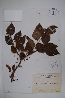 草野氏冬青藏品圖，第1張