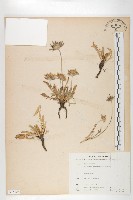 玉山山蘿蔔藏品圖，第1張