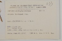 蠅子草藏品圖，第2張