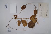 蘭嶼牛皮消、蘭嶼白薇藏品圖，第1張