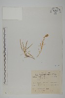 蠅子草藏品圖，第1張