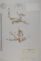 阿里山繁縷藏品圖，第1張