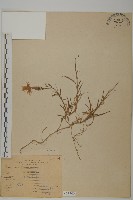 玉山石竹藏品圖，第1張