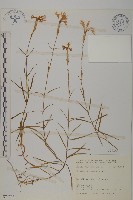 玉山石竹藏品圖，第1張