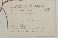 玉山石竹藏品圖，第2張