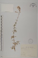 蠅子草藏品圖，第1張