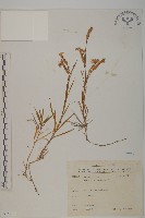 玉山石竹藏品圖，第1張