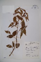 呂宋莢迷藏品圖，第1張