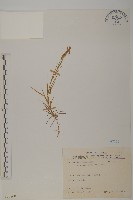 玉山石竹藏品圖，第1張