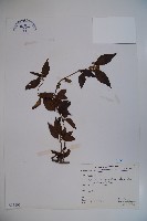 狹葉莢迷藏品圖，第1張