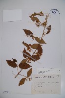 呂宋莢迷藏品圖，第1張