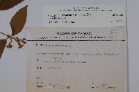 呂宋莢迷藏品圖，第2張