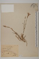 玉山石竹藏品圖，第1張