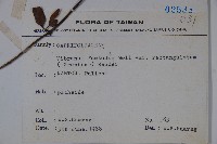 狹葉莢迷藏品圖，第2張