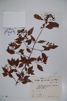 狹葉莢迷藏品圖，第1張