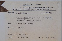 狹葉莢迷藏品圖，第2張