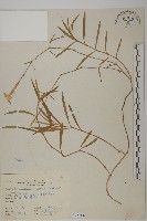 臺灣瞿麥藏品圖，第1張