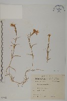 玉山石竹藏品圖，第1張