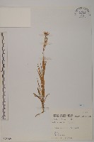 玉山石竹藏品圖，第1張