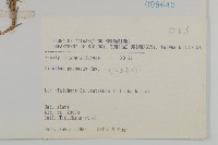 玉山石竹藏品圖，第2張