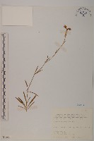 玉山石竹藏品圖，第1張