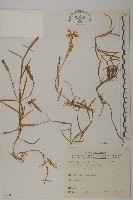 玉山石竹藏品圖，第1張