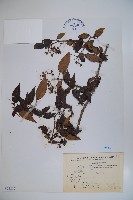 狹葉莢迷藏品圖，第1張