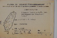 狹葉莢迷藏品圖，第2張