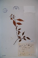 狹葉莢迷藏品圖，第1張