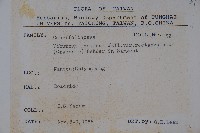 狹葉莢迷藏品圖，第2張