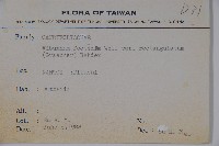 狹葉莢迷藏品圖，第2張