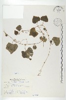 臺灣馬交兒藏品圖，第1張