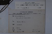 冇骨消藏品圖，第2張