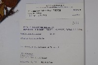 樺葉莢迷、玉山莢迷藏品圖，第2張