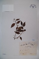 狹葉莢迷藏品圖，第1張