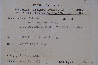 狹葉莢迷藏品圖，第2張