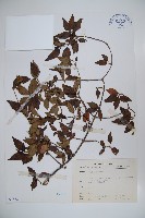 狹葉莢迷藏品圖，第1張