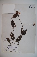 紅子莢迷藏品圖，第1張