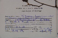 紅子莢迷藏品圖，第2張