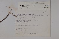 樺葉莢迷、玉山莢迷藏品圖，第2張